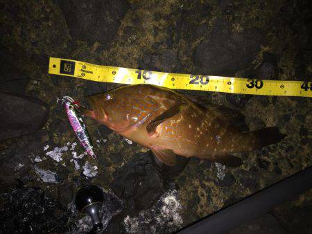 久しぶりのショアジギ